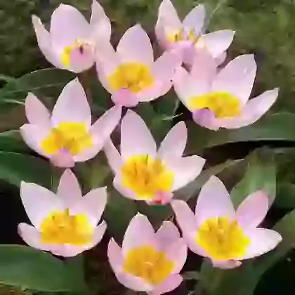 Lilac Wonder